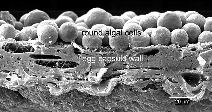 Microscopic image of salamander egg capsule