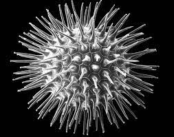 Microscope image