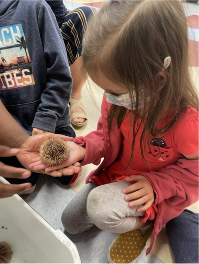 Student Grabbing Live Sea Urchin