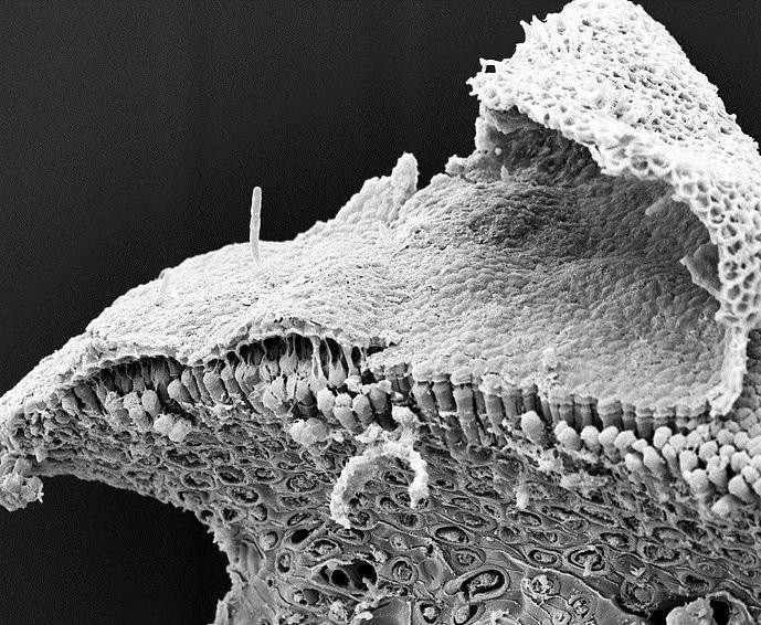 Microscopic image of seaweed