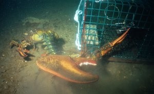 Picture of a Lobster