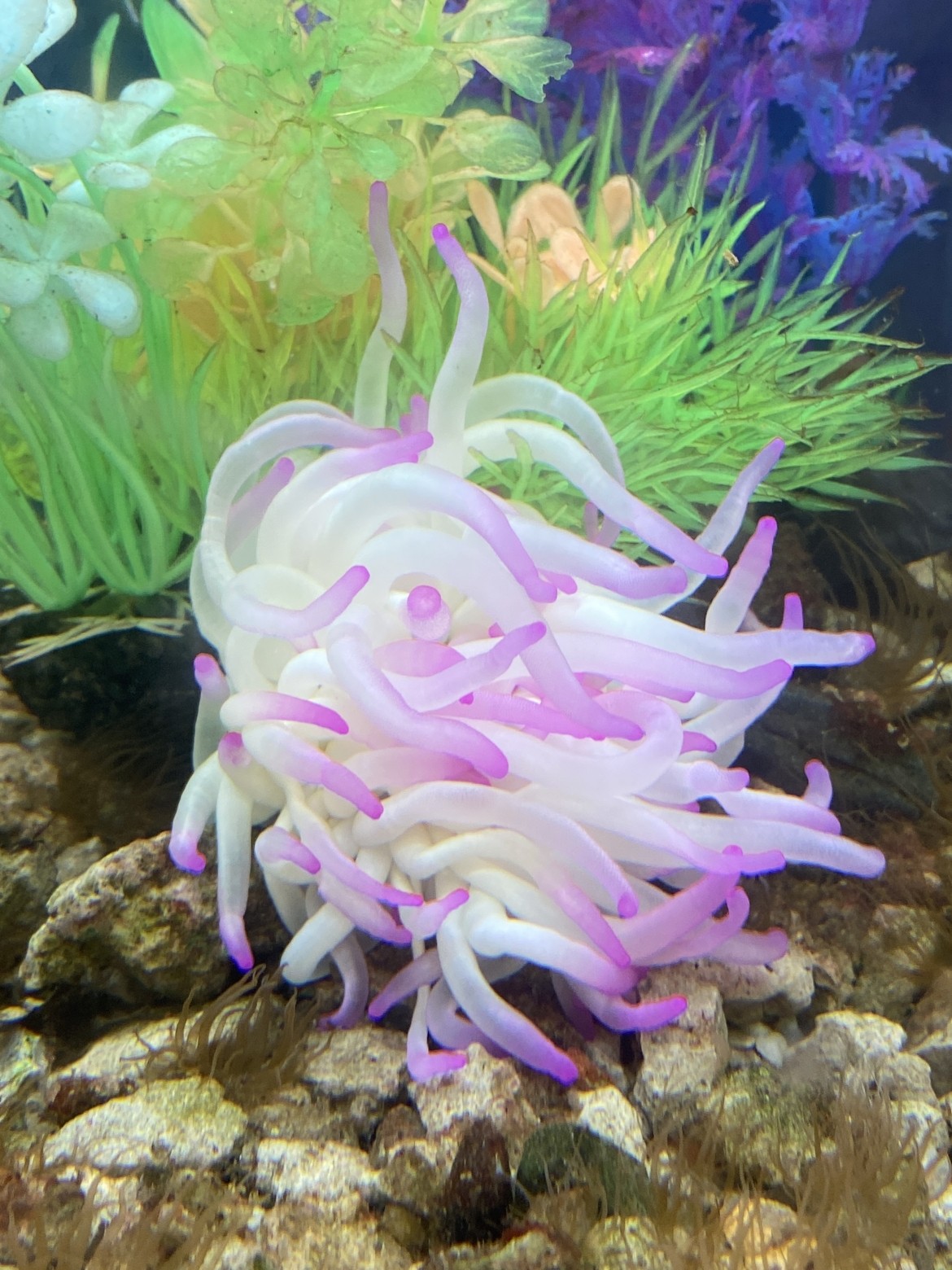 Picture of a Live Pink Anemone