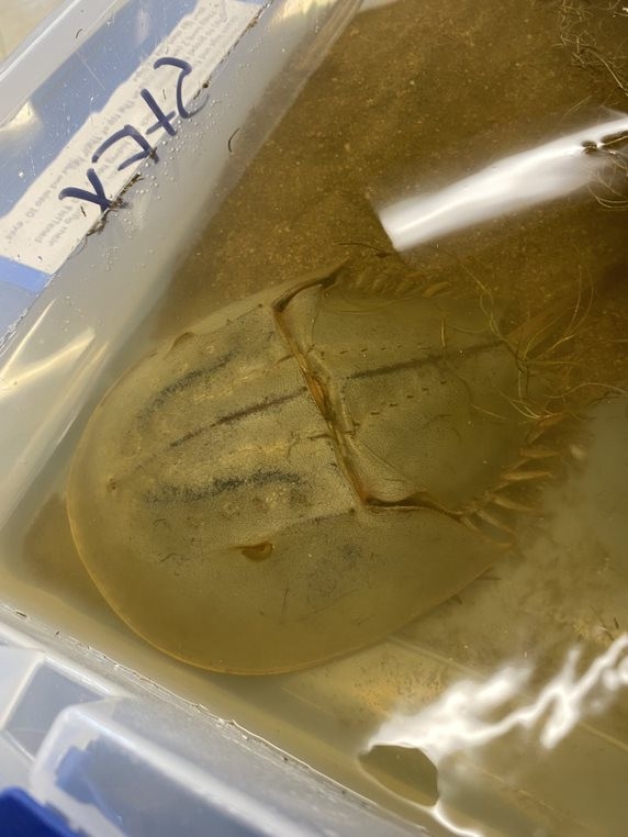 Picture of a Horseshoe Crab